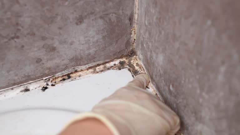 Best Mold-Related Health Consultation  in Friedens, PA